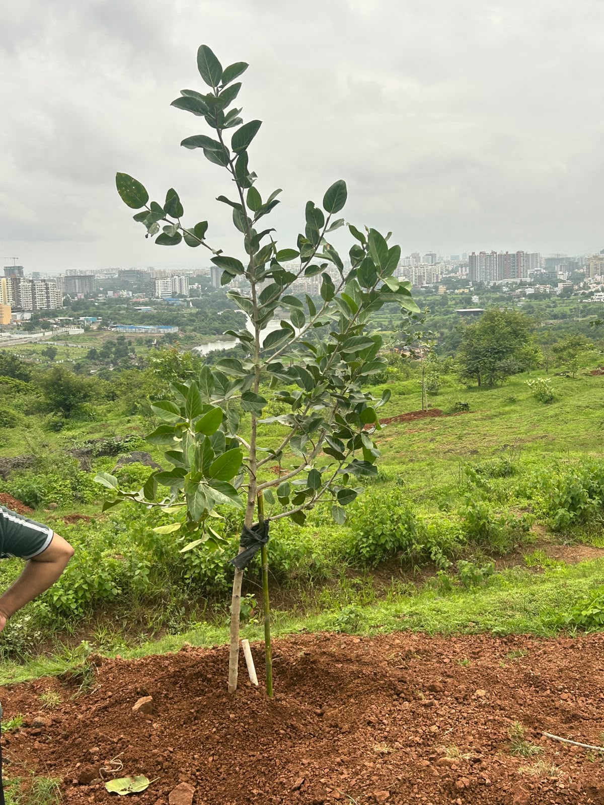 A newly planted sapling on the green hillside at Alandi